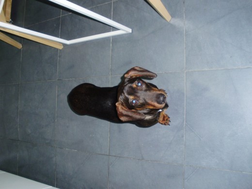 Lucho Lucho